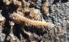 Brachydesmus sp.